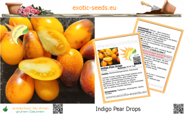 Tomate * Indigo Pear Drops * Buschtomate * birnenförmige Kirschtomate * 25 Samen